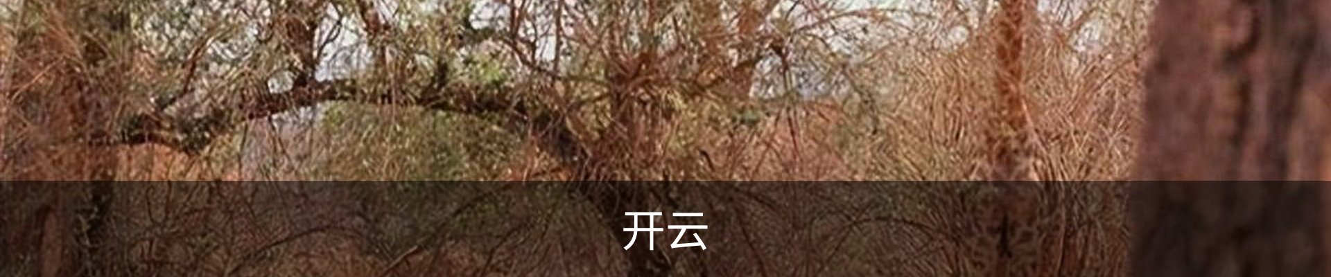 开云